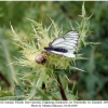 aporia crataegi female2